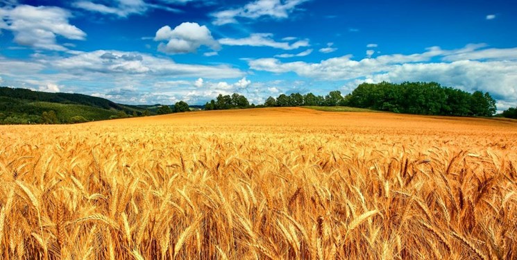 خرید 10 میلیون تن گندم  با کمترین بارش نشانه چیست؟